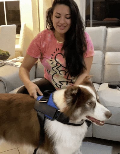 Choke Dog Harness